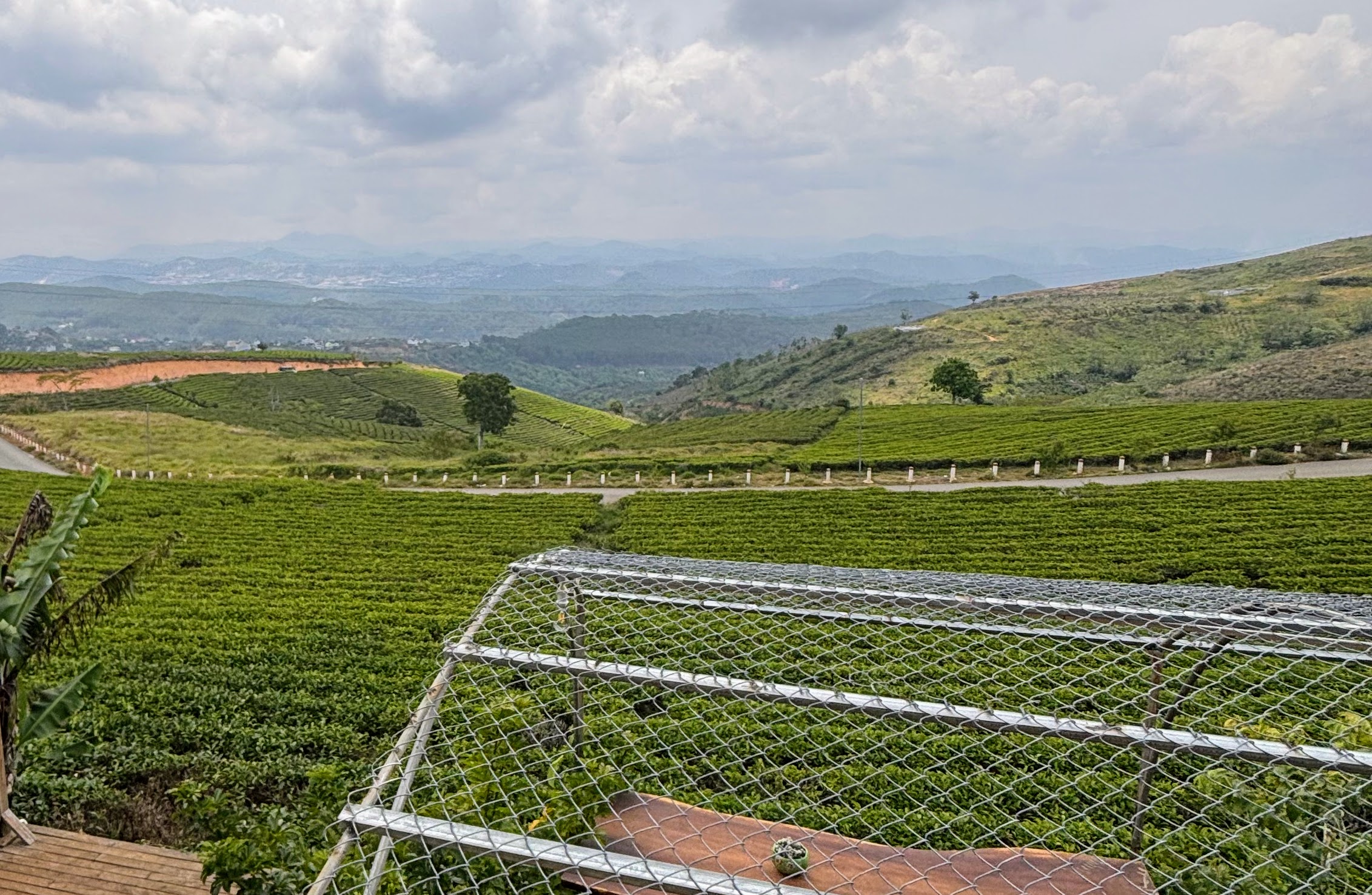tea field Đà Lạt Vietnam