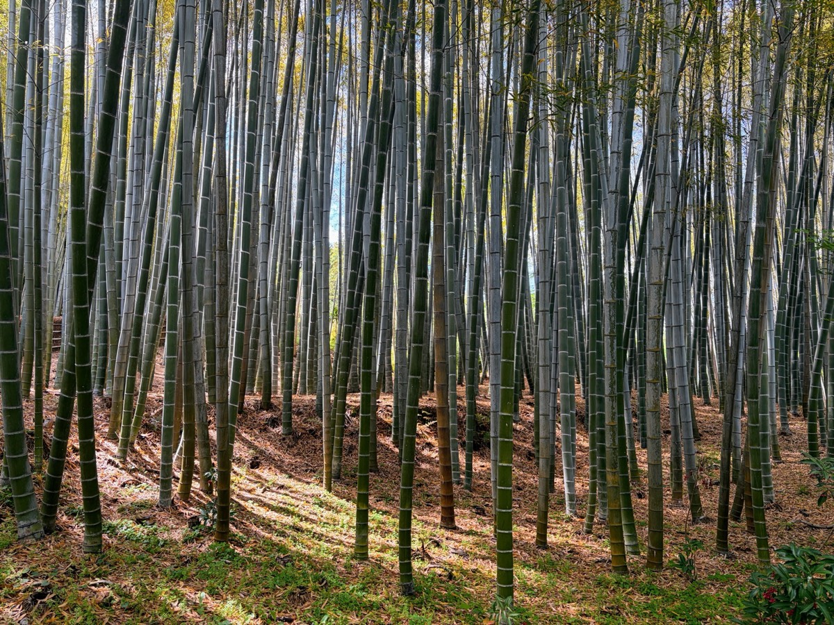 Bamboo at a shrine outside Kyoto